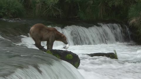 4K ultra.How does a bear catch a salmon