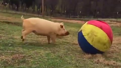 Animals Play with Balls