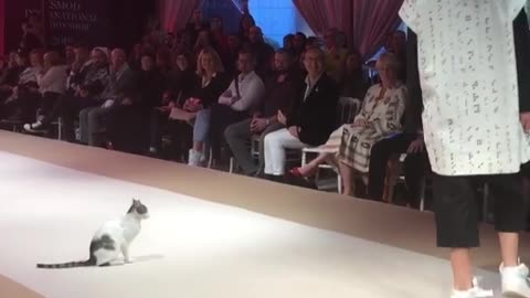 Gatinha invade desfile de moda e tenta atacar de forma adorável as modelos