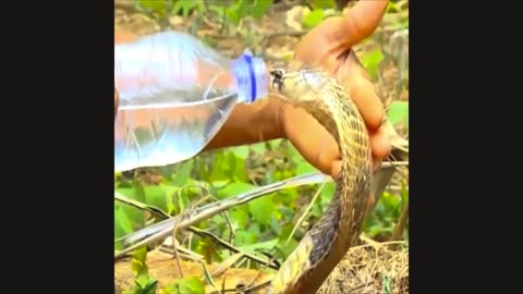Amazing snake drinking so much water.