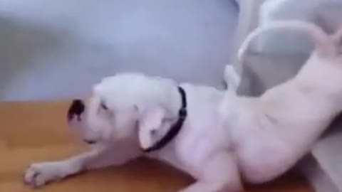 funny dog video