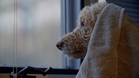 Furry Dog's head huddles under blanket, looking out window waiting patiently