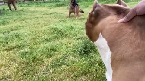 A German Shepherd attacks Pitbull in the park