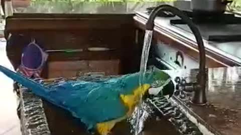 The parrot is bathing