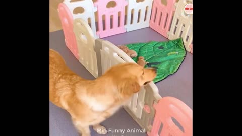 Funny Animals Video #4