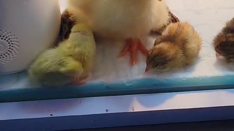 House Pet Duck Daily Life Pt.11