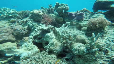 Coral reefs and water plants in the Red Sea, Eilat Israel 5