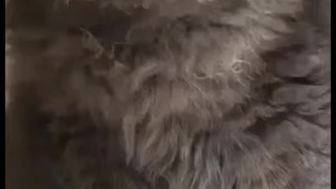 cats funy video