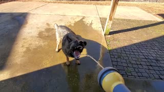 German Shepherd vs.Garden Hose..