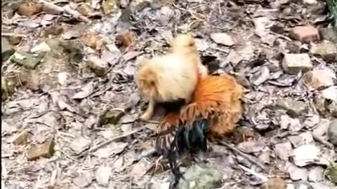 comedy Funny dog fight with chicken