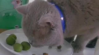 Cat Rubs Cheeks On Olives