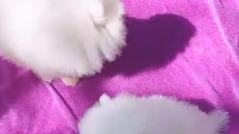 Playing with cute puppy