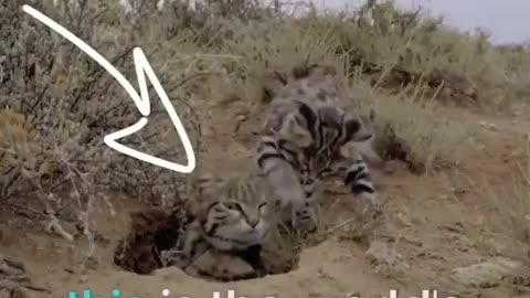 Meet The World Deadliest Cat #shorts #shortvideo #video #virals #videoviral
