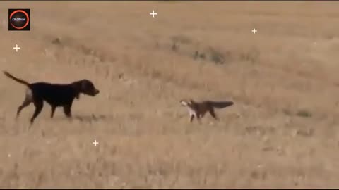 Dog VS Jackals fights, which you have never seen before CB official