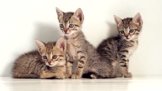 Triplets Female Kittens Wants Mom Attention To Play