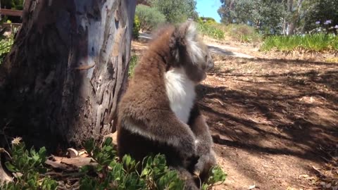 Koala kicked off his tree