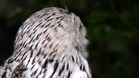 why are owls so creepy: head bobbing