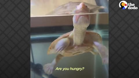 Exposed Heart Turtle Flaps Her Arms Whenever Her Dad Comes Near Her Tank