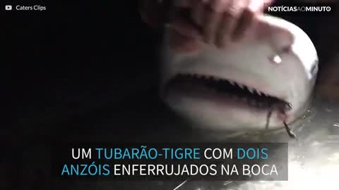 Homem salva tubarão com anzóis enferrujados na boca