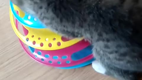 The cat has a new toy