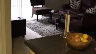 Black cat playing fetch