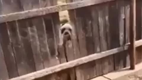 dog tears out fence with teeth