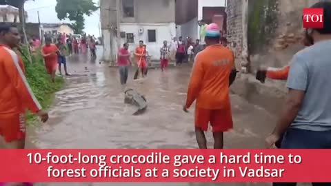 Crocodiles terror due to waterlogging