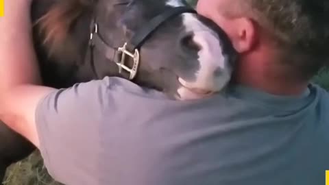 Donkey Smiles As She Hugs Man