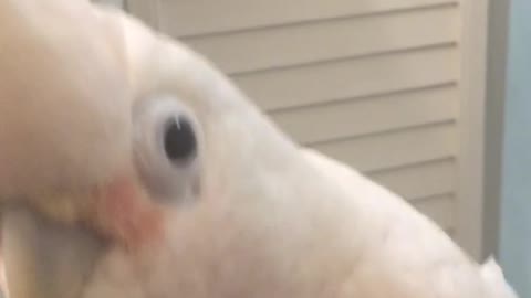 Cute cockatoo on the toilet