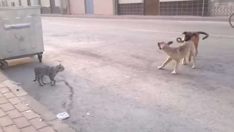 Dogs VS Cats(Funny Video)