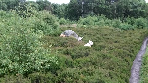 Doggie Diaries #02 - exploring the moors