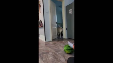 cute dog reaction - shocking reaction !!!