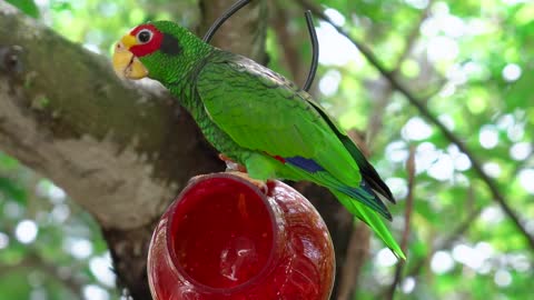 Parrot bird | Macaw | Wild Animal | wild life