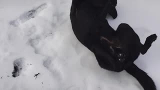Dog makes a snow angel