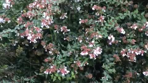 2 great late summer flowering beauties