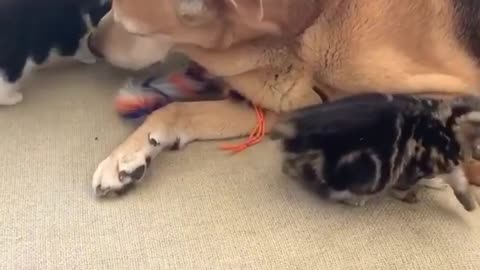 Dog loving cat