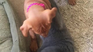 Cat wants to play, Vizsla needs encouragement.