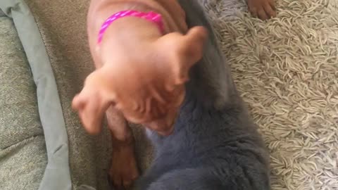 Cat wants to play, Vizsla needs encouragement.