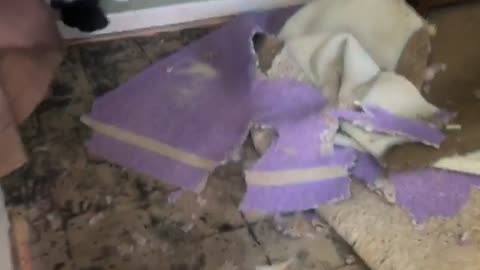 Dog Blocks Door to Hide Carpet Destruction