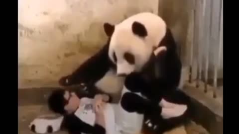 Panda-Monium: When Mama Bear Meets a 'Pand-uman' Imposter!"