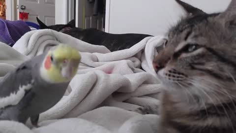 Cockatiel Sings Happy for the Kitten