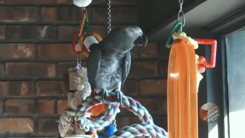 Let's go🦜Parrot🥰 performs the 'Meow Opera' for the camera
