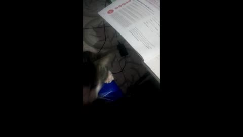 My cat prevents me from studying and wants to eat