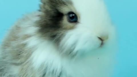 Cute Rabbit Eating Carrot