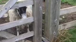 Sheep 🐑 meets dog 🐕