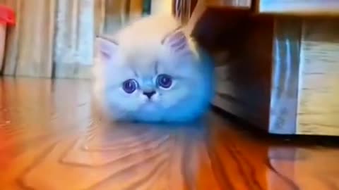 Cute Cute Little Sweet Cat Animal Videos 2022