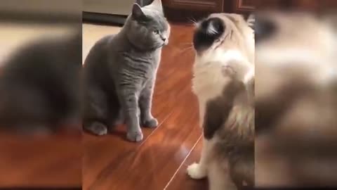 Cat compilation