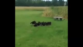 German Shepherd puppies are hyperactive. Mom’s brilliant solution tires them in adorable fashion