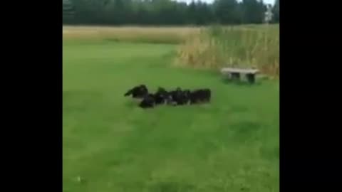 German Shepherd puppies are hyperactive. Mom’s brilliant solution tires them in adorable fashion
