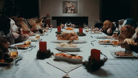 Dogs and cats dinner in the style of people! You must see this!